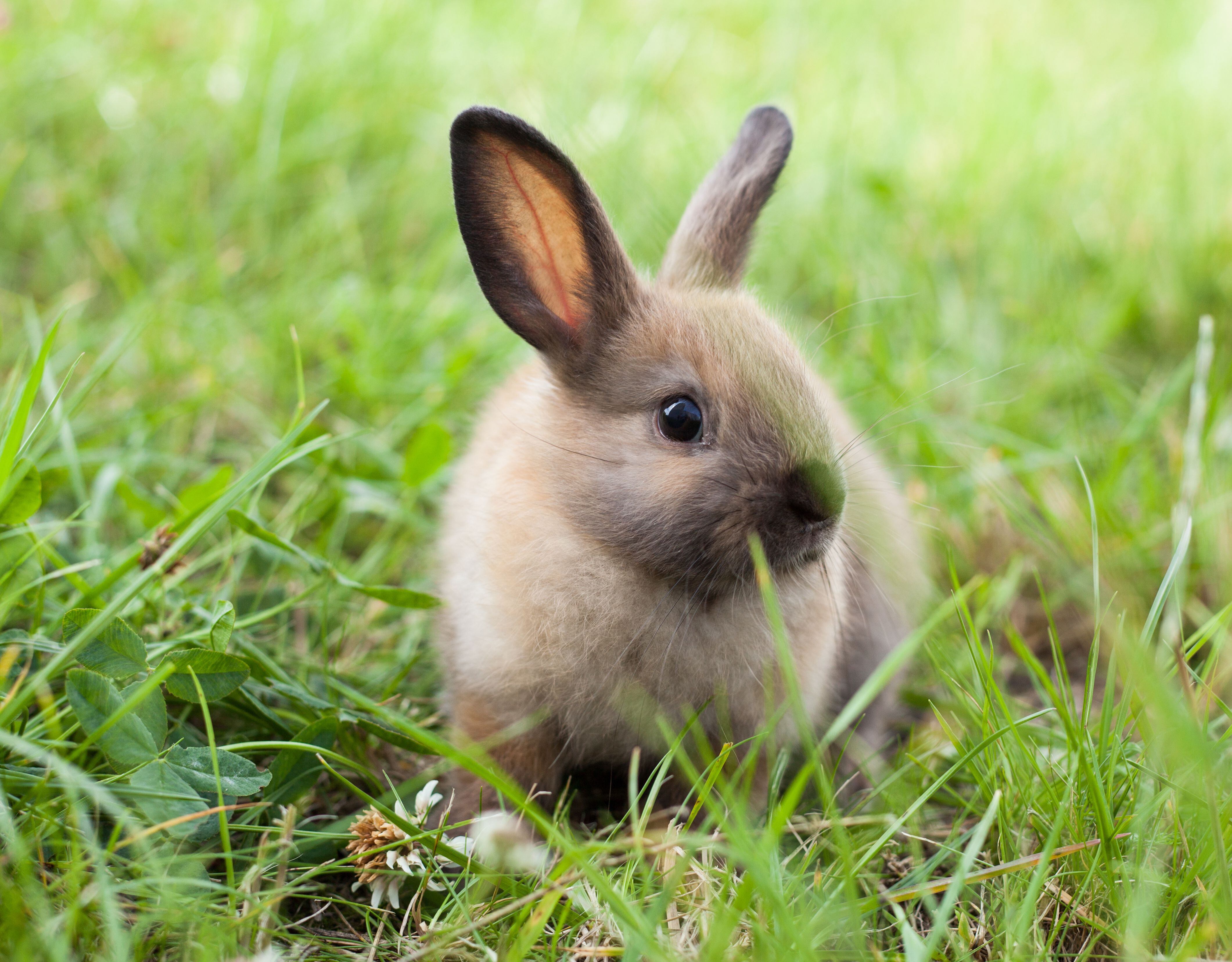 Air Force rebuffs PETA, won't stop killing rabbits for academy survival  training