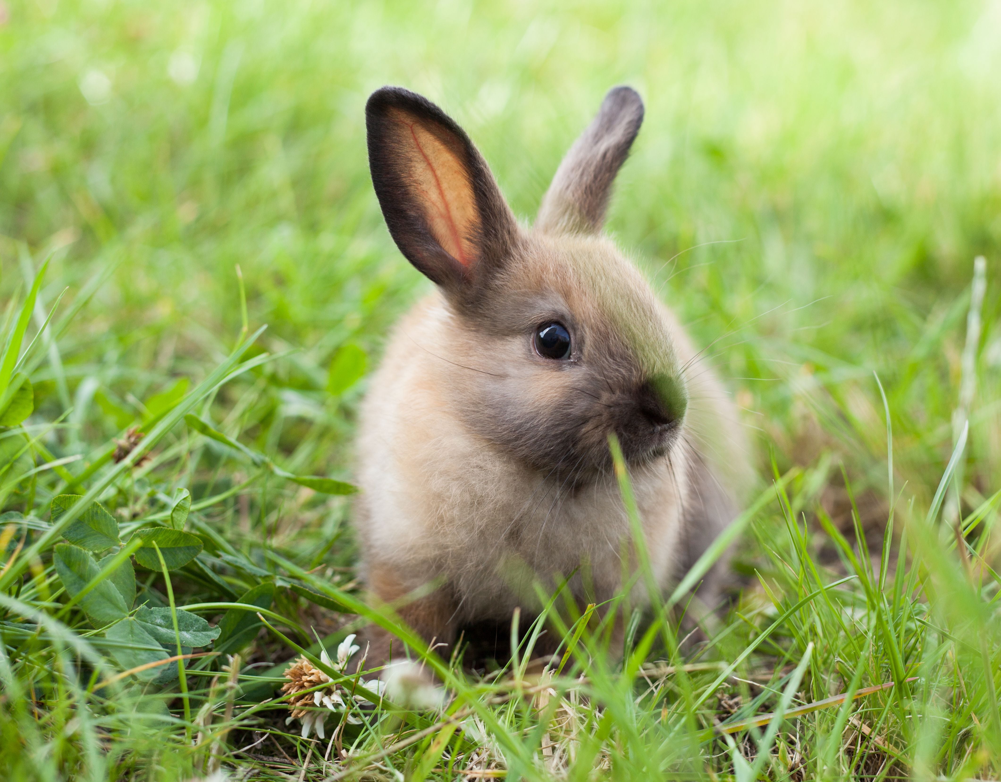 Air Force rebuffs PETA, won't stop killing rabbits for academy survival training Air Force rebuffs PETA, won't stop killing rabbits for academy survival training