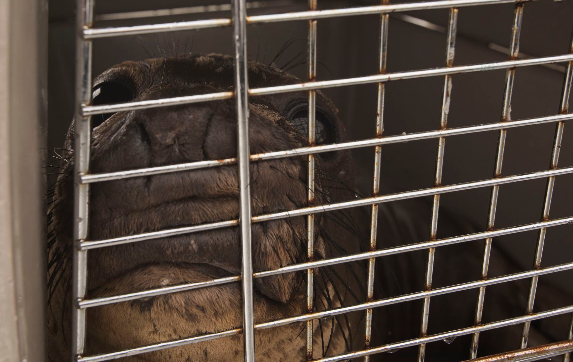 Elephant seal rookery found at Vandenberg, 1st in 30 years Elephant seal rookery found at Vandenberg, 1st in 30 years