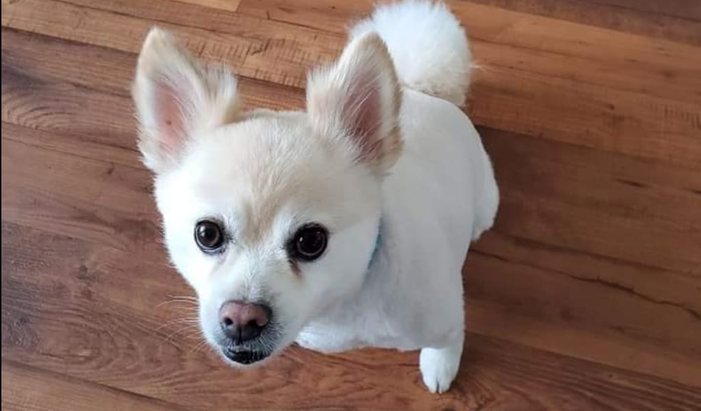 What Percentage Of Dogs Die On Airplanes