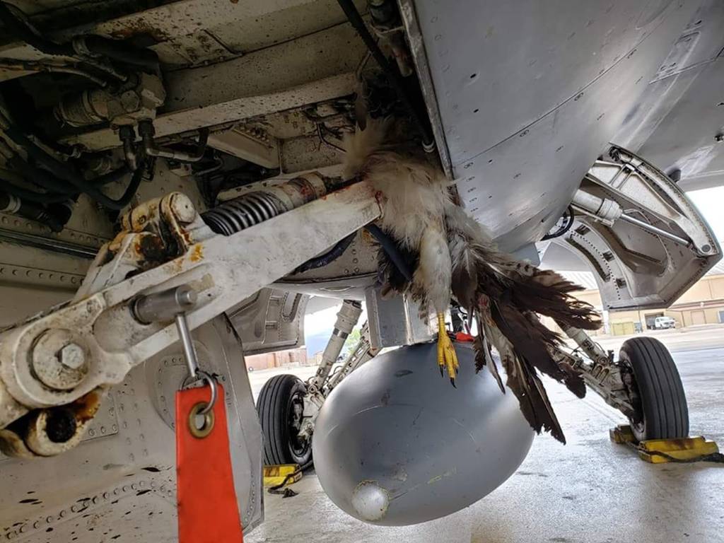 This is the hefty toll bird strikes have inflicted on the Air Force